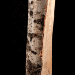 15 SACS DE BOIS DE BOULEAU 100% SEC DE 8 KG – 25CM – Image 2