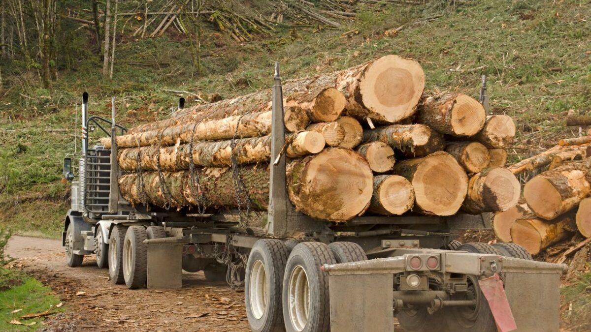 GRUME DE BOIS DE TECK 1 CAMION DE 40M3 – Image 2