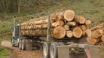 GRUME DE BOIS DE TECK 1 CAMION DE 40M3 – Image 2