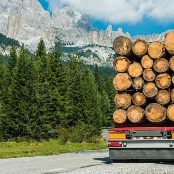 GRUME DE BOIS DE SAPIN 1 CAMION DE 40M3